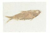Detailed Fossil Fish (Knightia) - Wyoming #361085-1